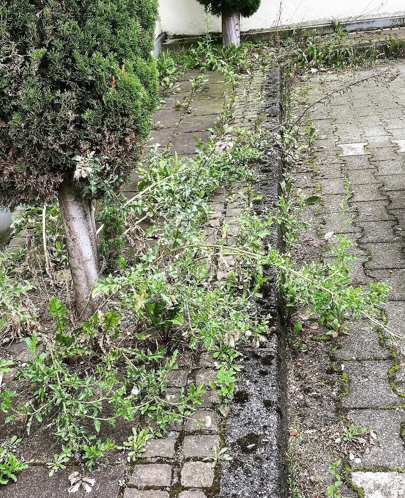 Zugewachsene Pflasterfläche mit Unkraut